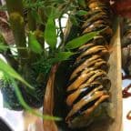 Best Lobster Roll in Antioch, IL